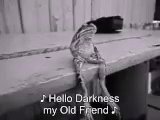 The image features a frog sitting on top of a wooden table, with text below that reads "Hello Darkness my Old Friend". This phrase seems to be related to the song "Onions" by The Rolling Stones, as indicated by the reference to "Oinks" in the caption.