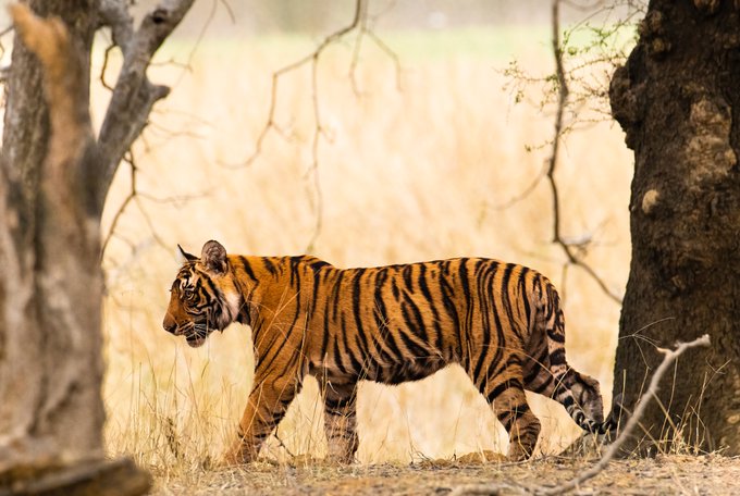 The image features a tiger walking through tall grass near trees. The tiger appears to be moving towards the right side of the frame, with its fur blending into the natural surroundings. In the background, there are trees that add depth to the scene. The photo is taken from an angle, making it look like the tiger is walking away from the camera.