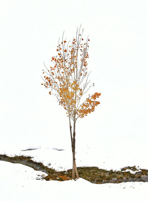 A solitary tree with orange autumn leaves standing against a white background, with snow-covered ground at its base.