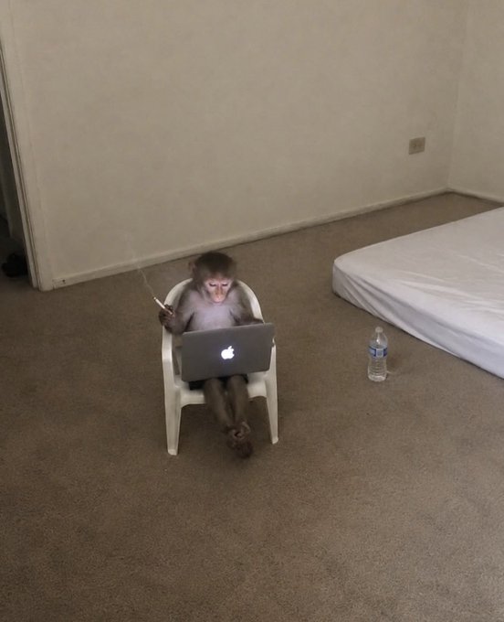 A small monkey sits upright on a white plastic chair in an empty room, holding a smartphone in one hand with an Apple laptop on its lap.