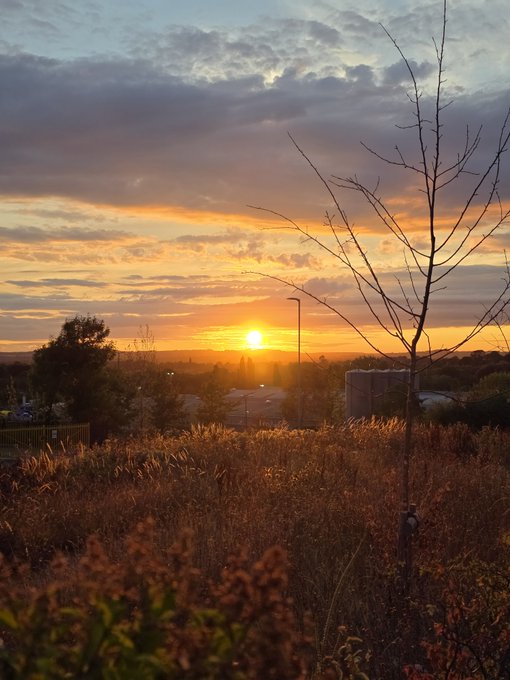 A scenic sunset over a field of bushes and wildflowers, with the sun setting behind distant industrial tanks and a bare tree silhouetted against an orange and blue sky.