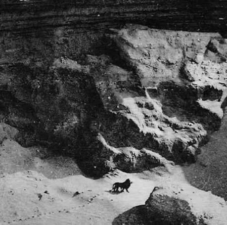 A black and white image showing a small animal, possibly a fox, walking on a snowy slope below a rocky cliff face.