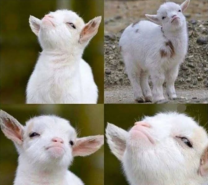 The image features a collage of four photos showcasing a cute white goat. In each photo, the goat has its head tilted upwards as if looking up at something or someone. The goats' expressions are adorable and endearing, making them appear like they're posing for a picture themselves. The caption below the images reads "GM The bros with full bags of USDT in hand this morning, be like:". This phrase is likely an inside joke or reference to the current economic situation that has led to people carrying around large amounts of cash.