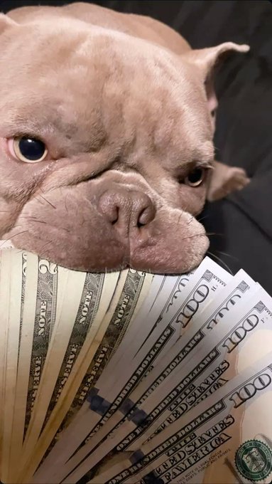 A French Bulldog rests its chin on a fanned-out stack of $100 bills, staring at the camera.