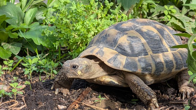 A small tortoise with a textured, patterned shell walking on dark soil surrounded by green leafy plants.