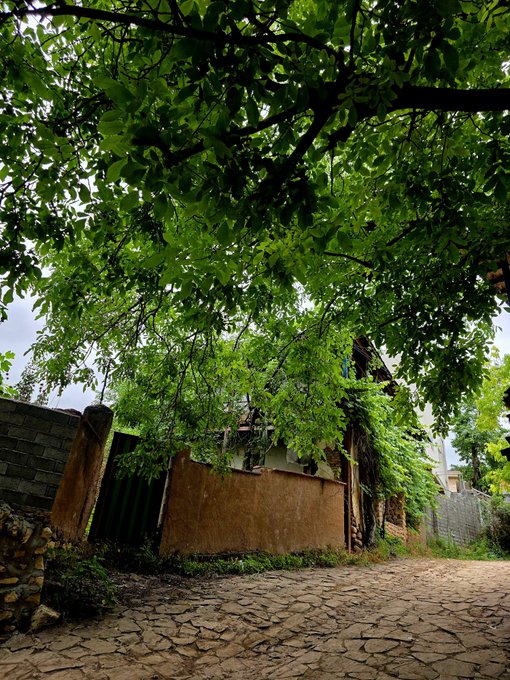 A picturesque view of a cobblestone street lined with weathered walls and brick fences, shaded by an expansive canopy of vibrant green tree branches overhead in a seemingly historic village setting.