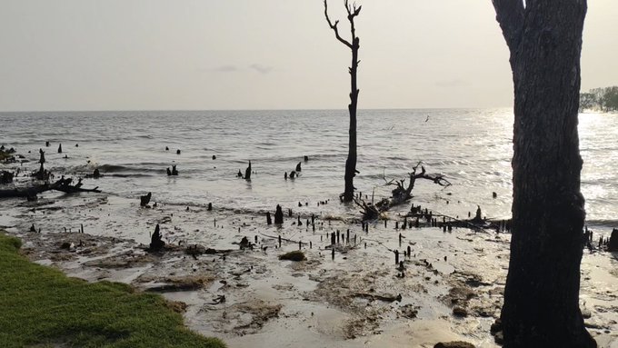 The image shows a beach scene with several trees and people enjoying their time near the water. The sky above them appears hazy, creating an atmospheric backdrop for the picturesque setting. The photo captures the essence of a serene day at the beach, where individuals are taking in the beauty of nature while engaging in various activities such as swimming or sunbathing.