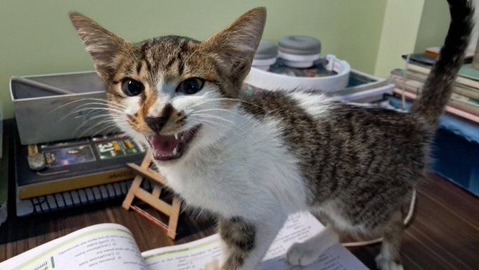 A small tabby and white kitten stands on a book with its mouth open, showing teeth, in a room with books and a small keyboard visible.