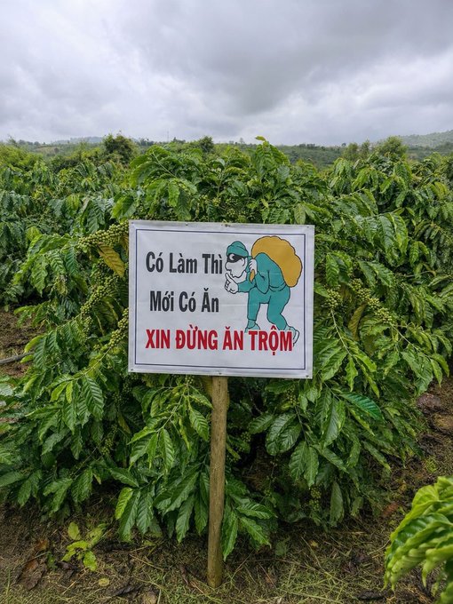 A Vietnamese sign in a coffee plantation that reads 'Có Làm Thì Mới Có Ăn XIN ĐỪNG ĂN TRỘM' with a cartoon thief character.