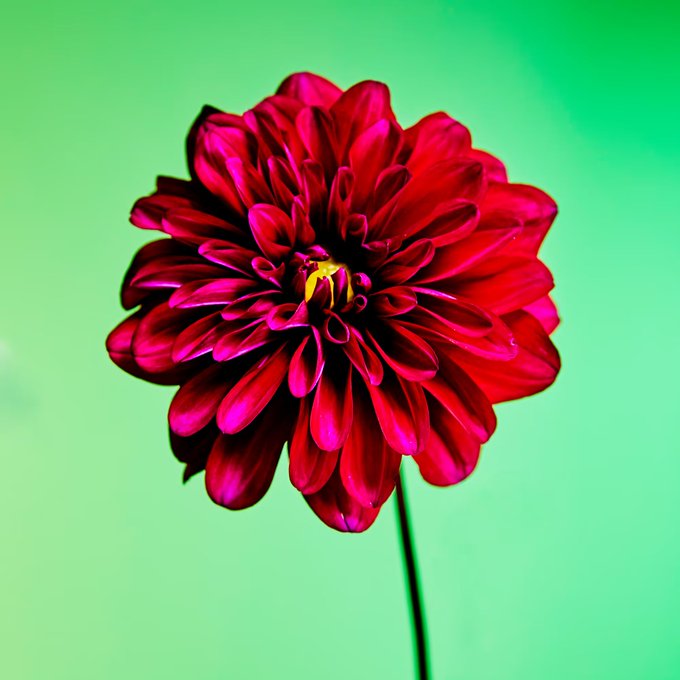 A vibrant red dahlia flower with layered petals and a yellow center is shown in close-up against a bright green background.