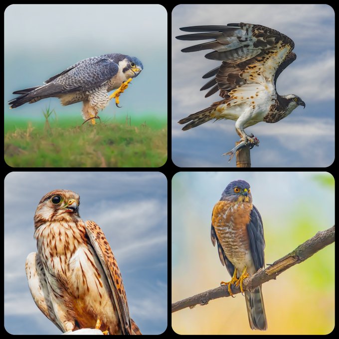 A four-panel collage displaying close-up photographs of various falcons and hawks in different poses—perched, in flight, and on branches—against grassy and sky backgrounds.