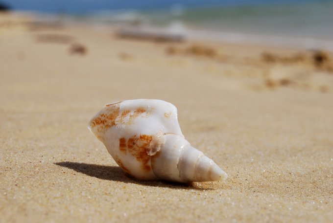 A small, white and brown patterned seashell rests on light tan sand with the blurred ocean and shoreline in the background.