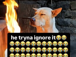 A meme of a dog sitting calmly next to a fire with the caption 'he tryna ignore it' followed by rows of crying-laughing emojis.