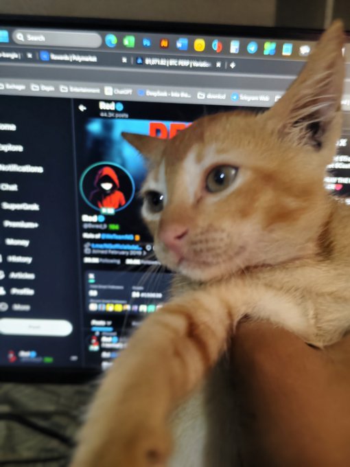 An orange and white kitten being held up in front of a computer monitor displaying a Twitter/X profile for 'Rad' (@raddq_eth) with 44.5K posts.