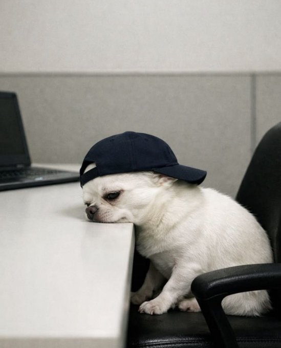 A small white dog wearing a navy blue baseball cap backwards, resting its head on a desk next to a laptop.
