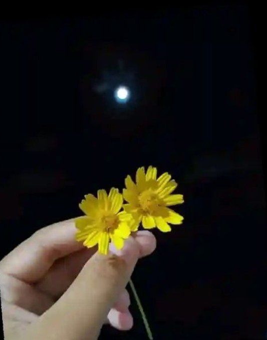 A hand holds two small yellow daisy-like flowers up against a dark night sky illuminated by the bright glow of the moon.