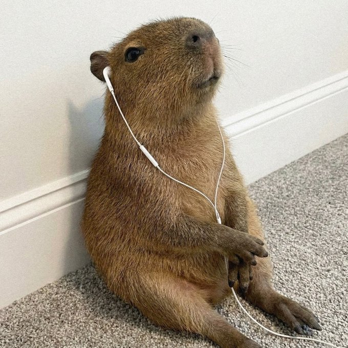 A capybara wearing white wired earphones sits upright against a white wall on a carpeted floor.