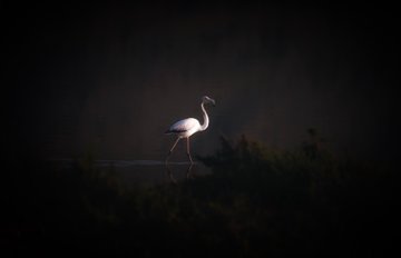 The image features a white bird standing alone in a dark environment, possibly a forest or a field with bushes. The bird appears to be walking towards the right side of the frame. There are no other objects or people visible in the picture. The photo is taken from an angle that emphasizes the bird's solitary presence and its connection to the post.