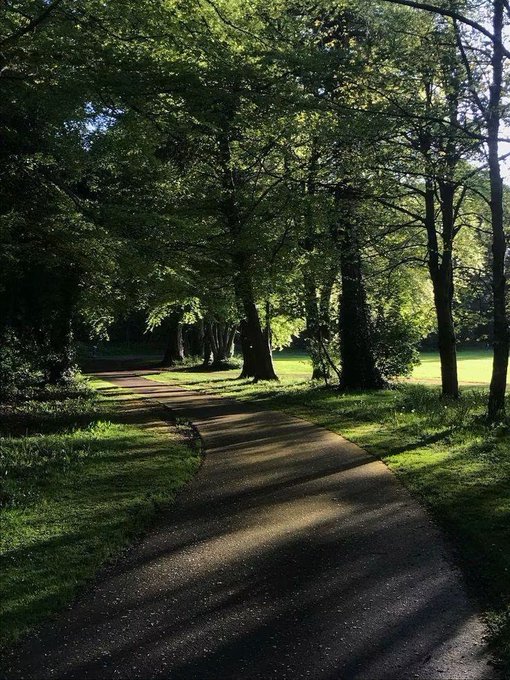 A sun-dappled paved pathway winds through a lush green park lined with tall trees, with long shadows stretching across the path.