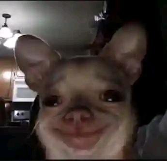 A close-up of a small Chihuahua with oversized ears and an unusual "smiling" expression, lit warmly by a ceiling fan light in the background, humorously conveying the wide-eyed, contemplative "this is a serious question" tone of the post about finding the healthy volume balance for the $KNOTS/$STONK token transfer dynamic.
