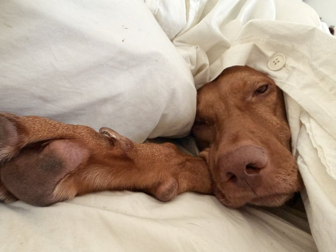 Two adorable Vizsla dogs cuddle together under white bedding, their sleepy expressions capturing a peaceful morning moment that complements the "GM another day in paradise" vibe of the post.