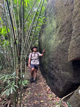 A person wearing a hat, t-shirt, and shorts stands on a dirt path in a lush bamboo forest, touching a large moss-covered boulder.