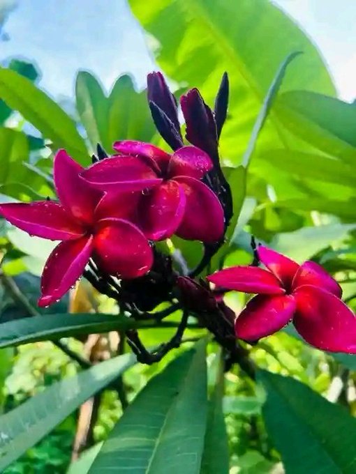 A close-up photograph of vibrant pink plumeria flowers blooming on a tree, surrounded by large green leaves against a blue sky.
