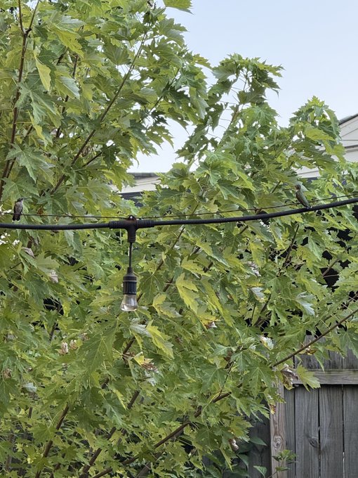 Two birds perched on an outdoor string light wire against a backdrop of green maple tree leaves and a wooden fence.