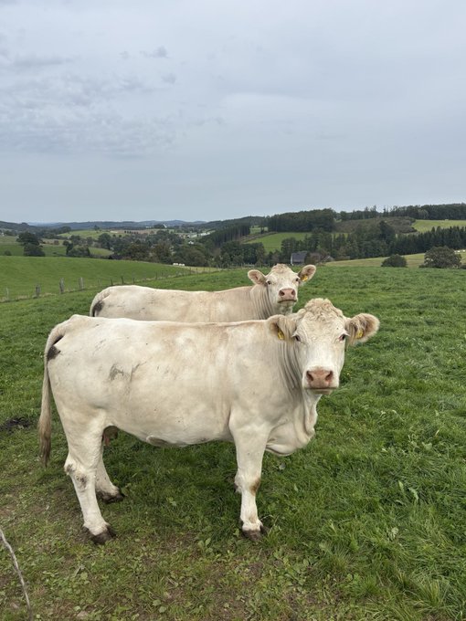 Two cream-colored cows stand in a lush green pasture, gazing directly at the camera against a backdrop of rolling hills and an overcast sky. The pastoral scene captures a serene "good morning" vibe from the countryside, with the cows' curious stares adding a charming, friendly touch to the post.