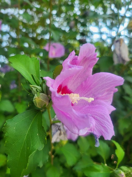 A close-up of a pink hibiscus flower in bloom against green foliage.