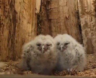Two fluffy baby owls sitting together at the base of a tree trunk, looking toward the camera.