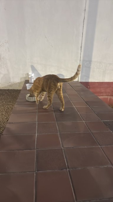 A brown tabby cat with its tail raised walks across a red-tiled patio beside a small bowl. The post links to an X/Twitter Space at “x.com/i/spaces/1yKAP …,” but no text or number identifying the Space is visible in the image.