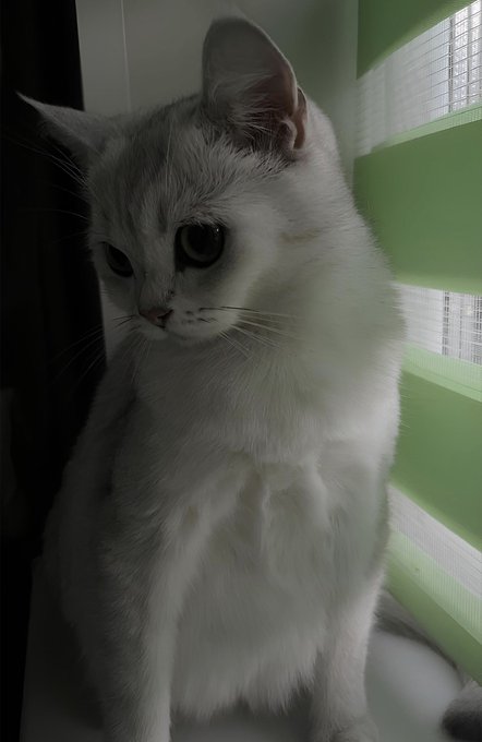 A close-up portrait of a white cat sitting by a window with green blinds, looking downward with large eyes in soft lighting.