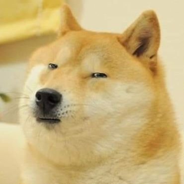A cream and white Shiba Inu (Doge) stares smugly with a side-eye squint, perfectly matching the "$DOGE" meme theme of the post.