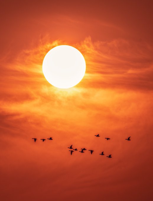 A flock of birds flies across a dramatic, deep red sky with a bright, glowing sun.