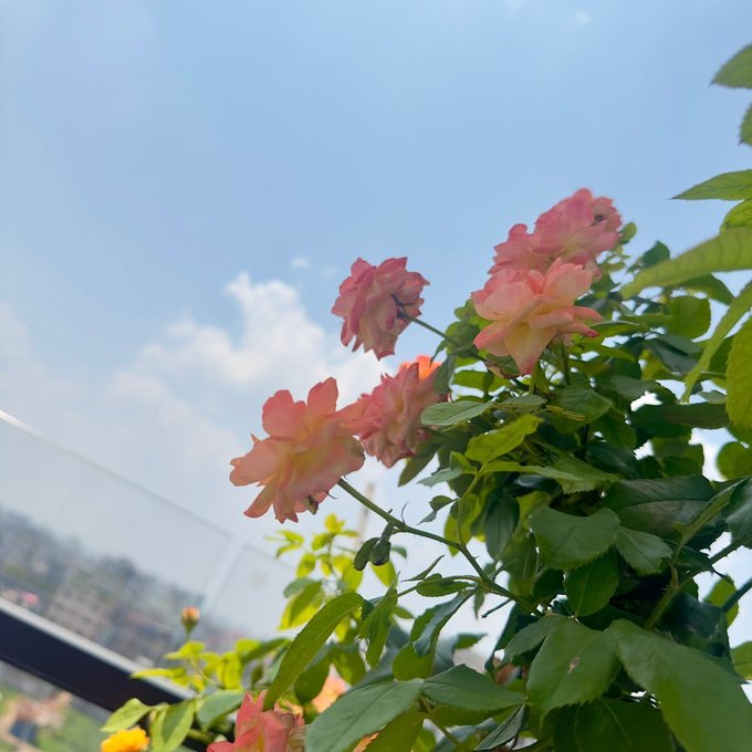 The image features a beautiful bouquet of pink flowers with green leaves, which are placed against a clear blue sky background. The flowers appear to be in full bloom, adding a vibrant touch to the scene. The photo has been captioned with various social media handles such as @NomismaNetwork, @useTria, and @River4fun, indicating that it was taken by someone who is active on these platforms. Additionally, there are mentions of @CNPYNetwork and @Sleepagotchi, suggesting that the person who took the photo might have an interest in different aspects of life or be a fan of various social media communities.

The image seems to be related to a post about flowers, as it has been captioned with a reference to a flower-related post on Twitter. This implies that the person who posted the image is likely interested in sharing their appreciation for beautiful floral arrangements and might have used the photo to promote or discuss this topic on social media platforms.