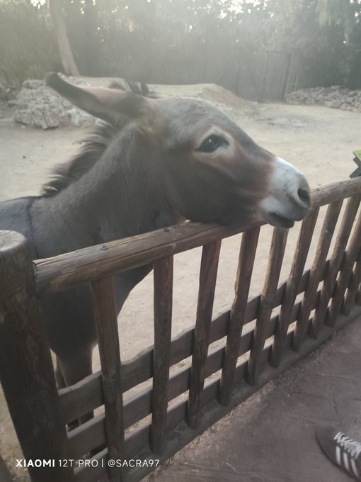 A close-up photograph of a donkey resting its head over a wooden fence, with a 'XIAOMI 12T PRO | @SACRA97' watermark in the corner.