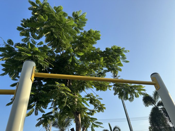 A low-angle shot shows a yellow pull-up bar frame set against a bright blue sky, framed by the lush green canopy of a large leafy tree and a palm tree. The image complements the post about staying healthy by doing some pull-ups, providing a sunny outdoor setting for a workout.