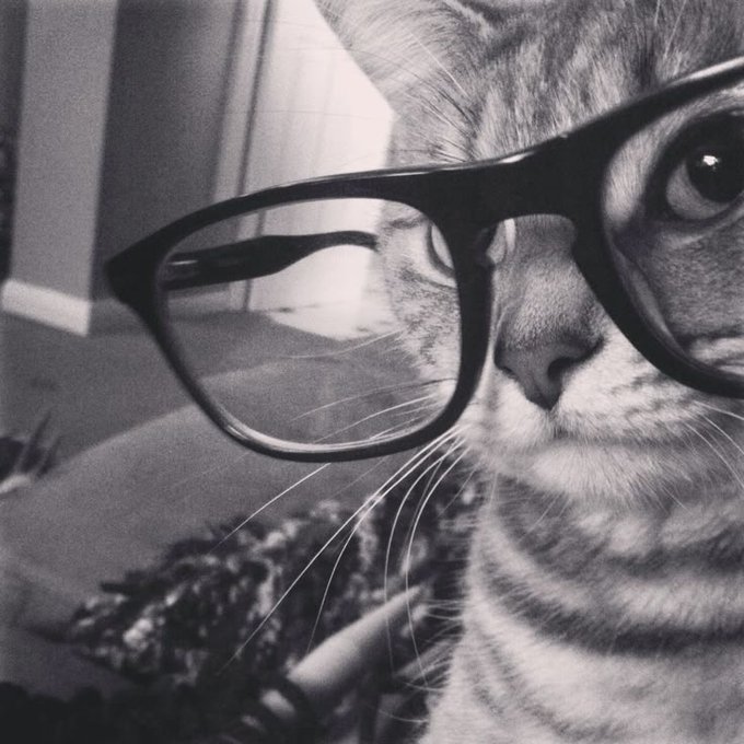 A black-and-white close-up photograph of a tabby cat wearing thick-rimmed glasses.