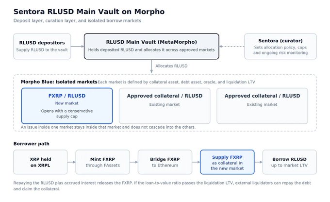 A diagram of the 'Sentora RLUSD Main Vault on Morpho' showing the flow of RLUSD deposits, allocation across isolated markets like F XRP / RLUSD, and the borrower path for minting FXRP.