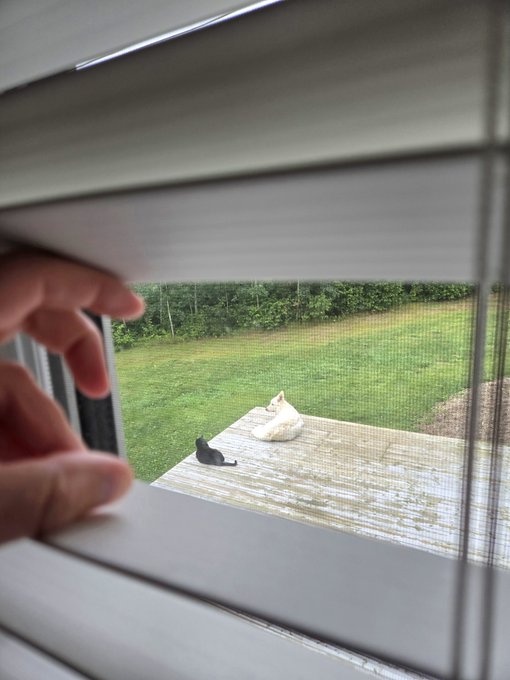 A hand pulls open a window shade to reveal a view of a wooden deck where a white cat sits and a black cat lies down, looking out onto a green backyard.