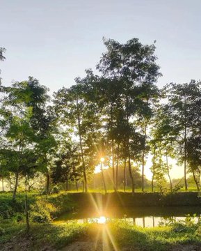 Sunlight filters through tall trees onto a reflective pond at sunset.