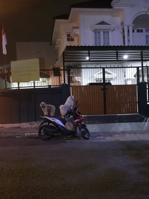 A nighttime street scene where three dogs are perched on a parked motorbike in front of a residential property, with an Indonesian flag visible in the background.