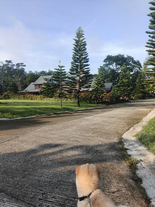 First-person view of a person walking a dog on a paved path, showing the dog's paw with a leash attachment in the foreground and tall pine trees lining the road.