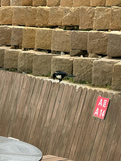 A black and white magpie perched on top of a wooden fence in front of large stone blocks, with a red sign reading 'A区 A14' attached to the fence.