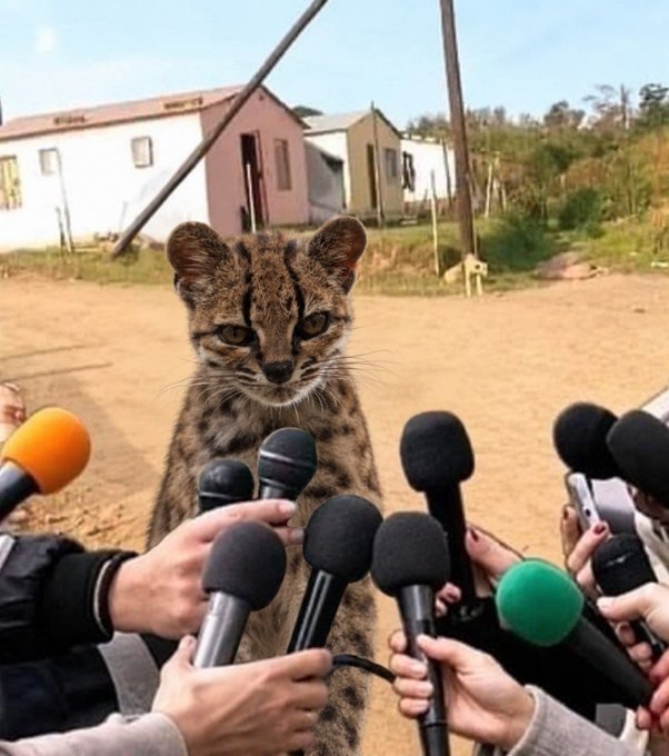 A small wildcat sits calmly amid a sea of microphones thrust toward it, as if holding a press conference. The "gm" caption is a witty nod to the scene—treating the cat like a morning news briefing for the animal kingdom.