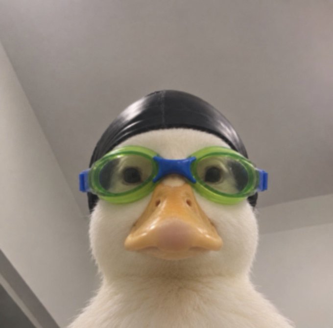 A close-up photograph features a white duck wearing a black swim cap and green swimming goggles with a blue strap, set against a white ceiling.