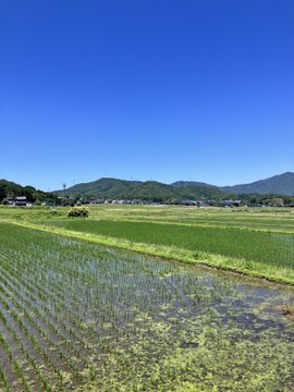 The image shows a large field with green plants, possibly rice paddies or fields of other crops. The sky above the field appears blue, indicating that it's daytime. In the background, there are mountains visible, adding depth and scale to the scene. The photo is taken from an elevated perspective, providing a comprehensive view of the landscape below.