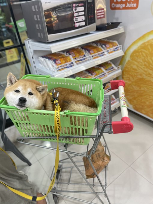 A Shiba Inu dog rests inside a green plastic shopping basket placed in a supermarket cart, with a 'SERVICE DOG' leash visible.
