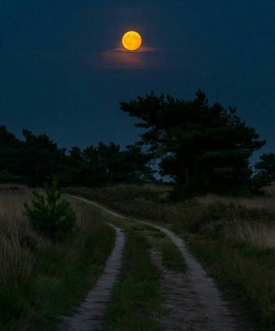 The image features a beautiful night scene with a full moon illuminating the sky above a dirt road surrounded by trees. The moon's glow casts an ethereal light over the landscape, creating a serene atmosphere. In the foreground of the photo, there is a winding path that leads towards the horizon. The caption to the image reads: "Good night X Family! The more I explore @useTria, the more I understand why the ecosystem is gaining attention". This message suggests that the image was taken by someone who has been exploring the use of TRIA and appreciates its benefits in their daily life or work.
